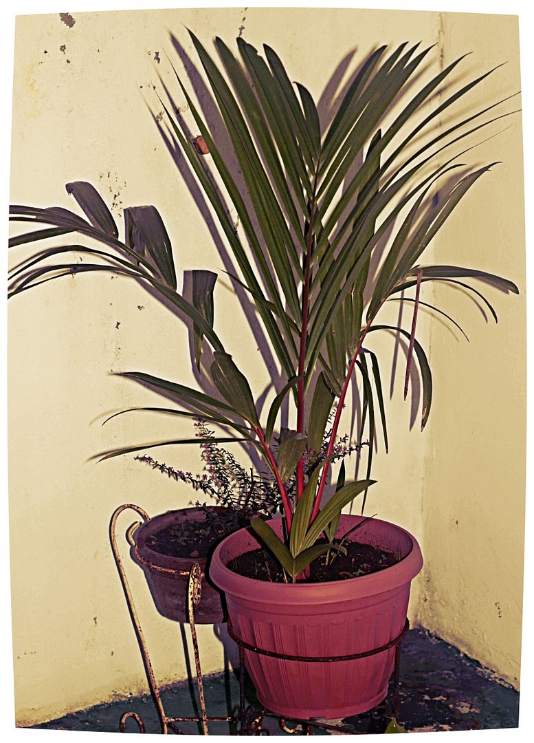 Lipstick Palm Tree in a Pot Lingua Franca